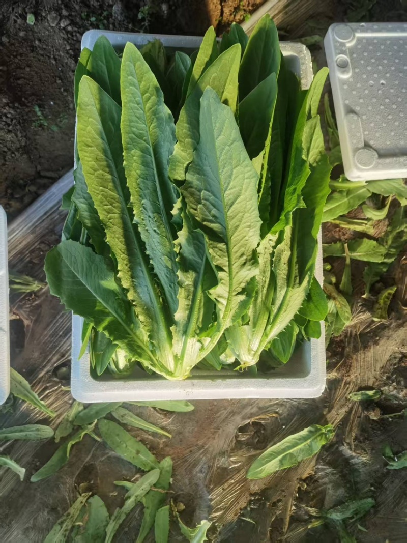 辽宁精品油麦菜产地直发一手货源质量保证全国发货