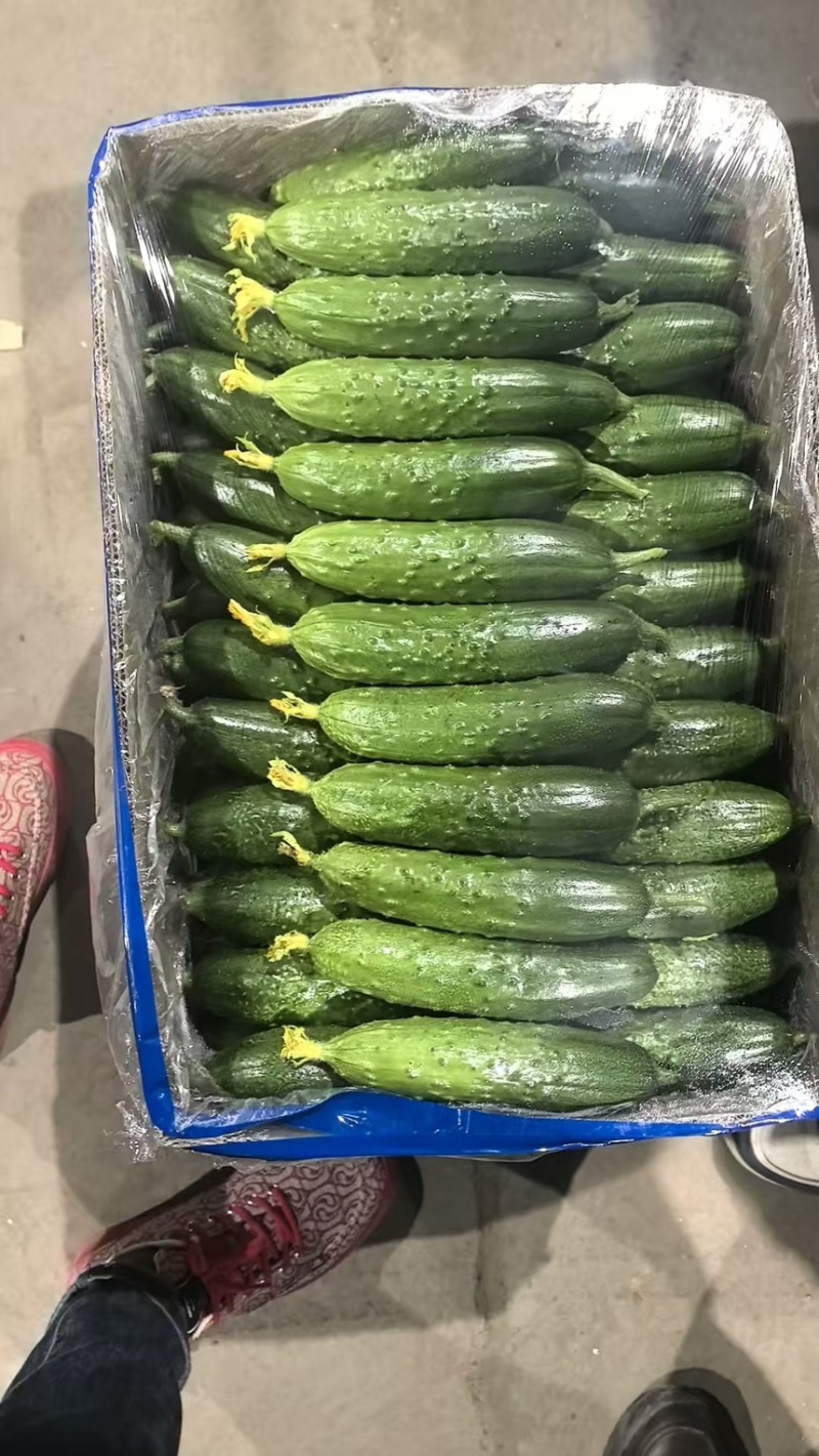 辽宁新民精品旱黄瓜大量上市保质保量可视频看货