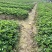越秀草莓苗，精品脱毒苗保证质量没有问题包技术可签合同