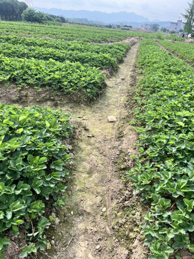 越秀草莓苗，精品脱毒苗保证质量没有问题包技术可签合同