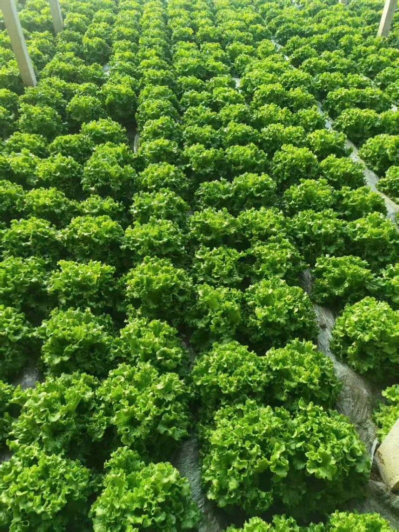 苦菊，大量上市，基地直发，全国发货，量大从优欢迎来电