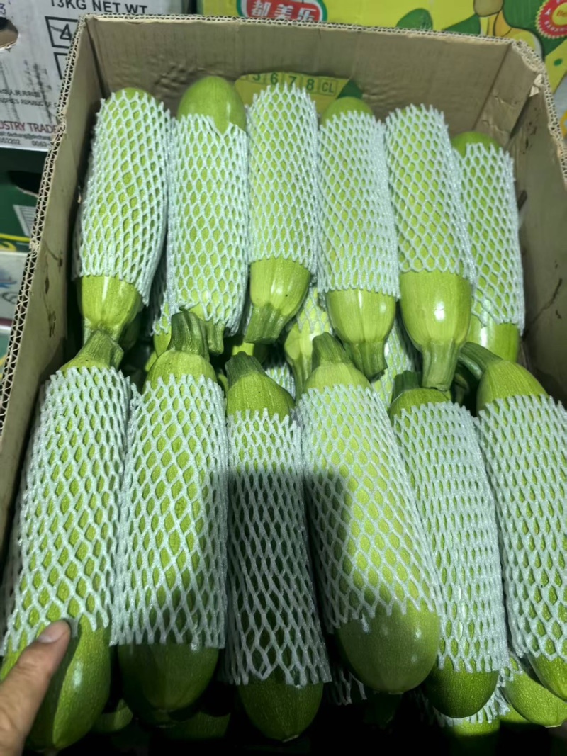 精品角瓜西葫芦条长条绿大量有货要货你就来