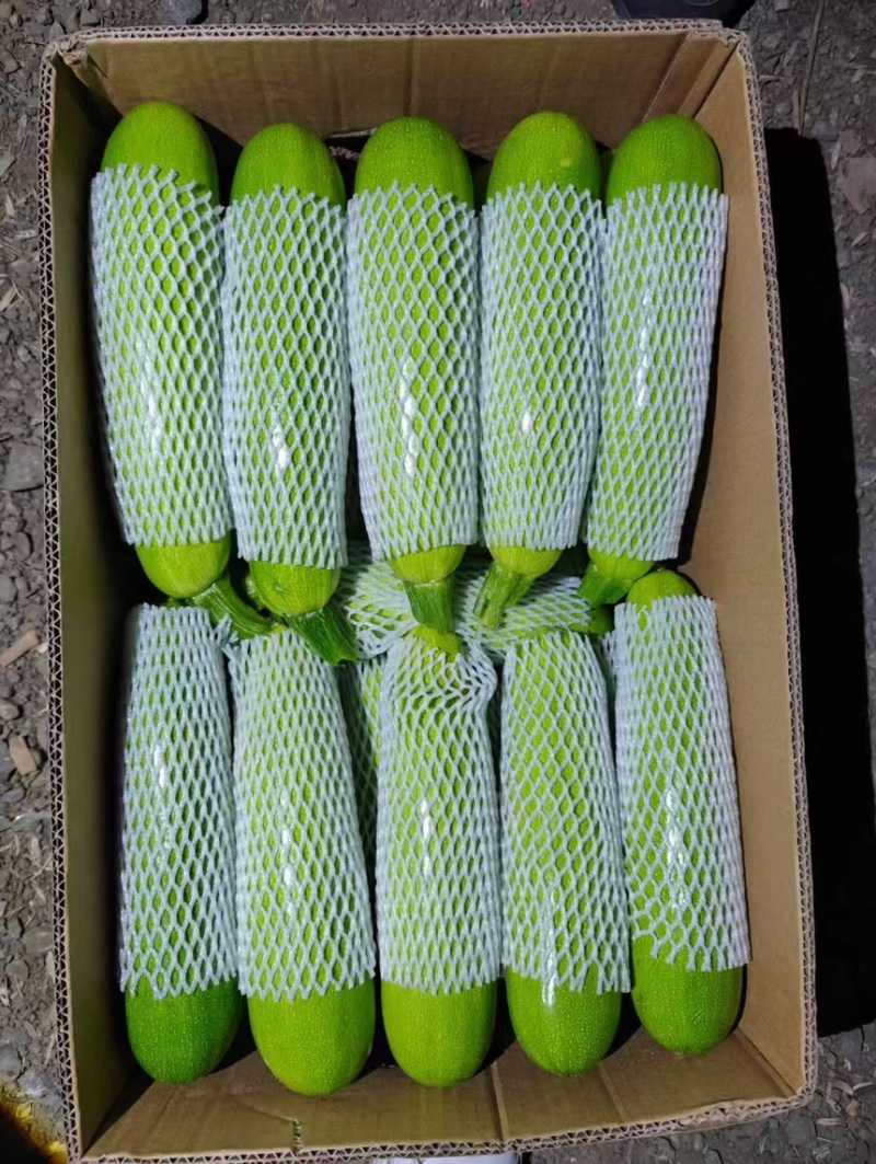 精品角瓜西葫芦条长条绿大量有货要货你就来