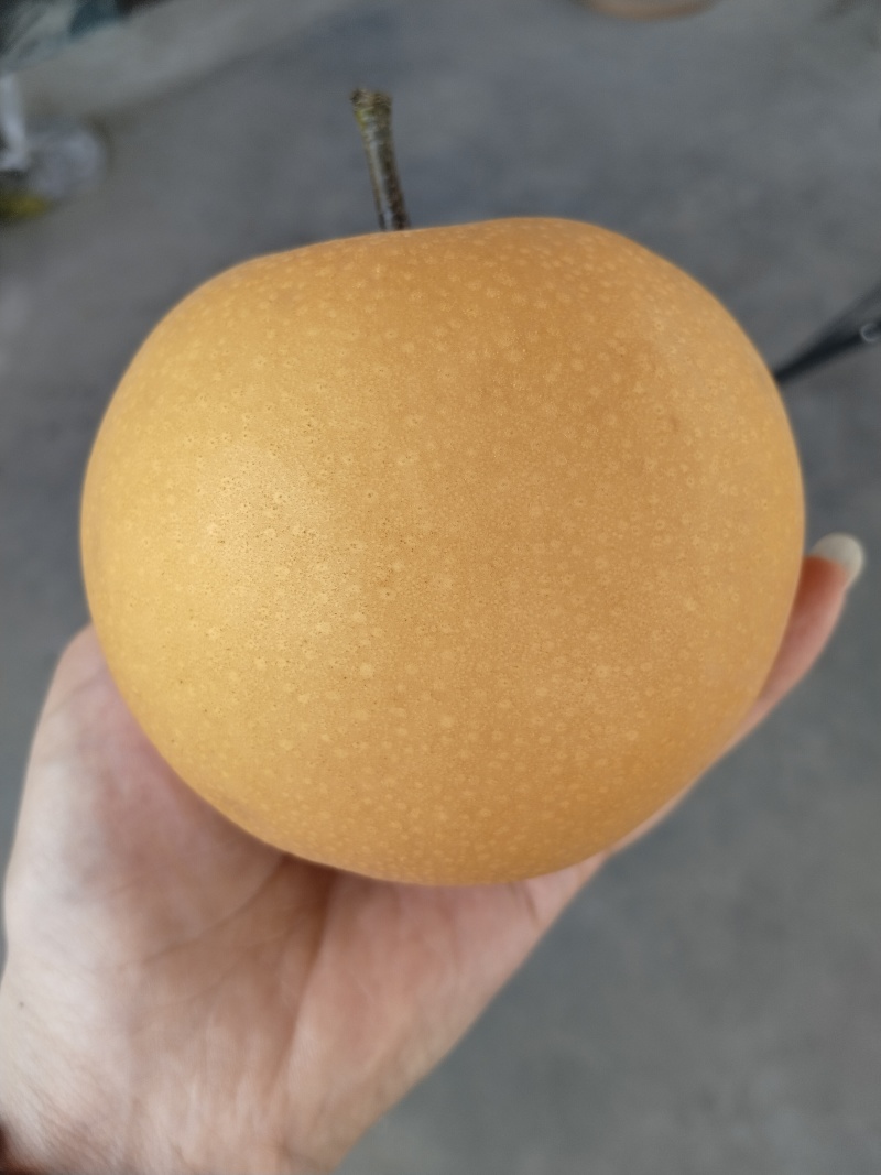秋月梨
