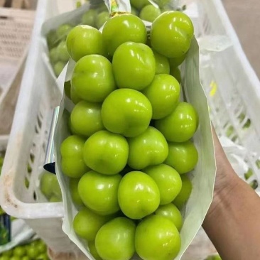 陕西渭南阳光玫瑰，串型好，颗粒大，糖度高