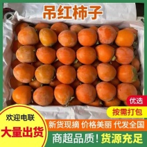 〔精品〕山西吊红柿子新鲜采摘产地货源大量供应。