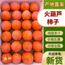 〔精品〕山西七月黄吊红火葫芦柿子大量供应对接各大市场。