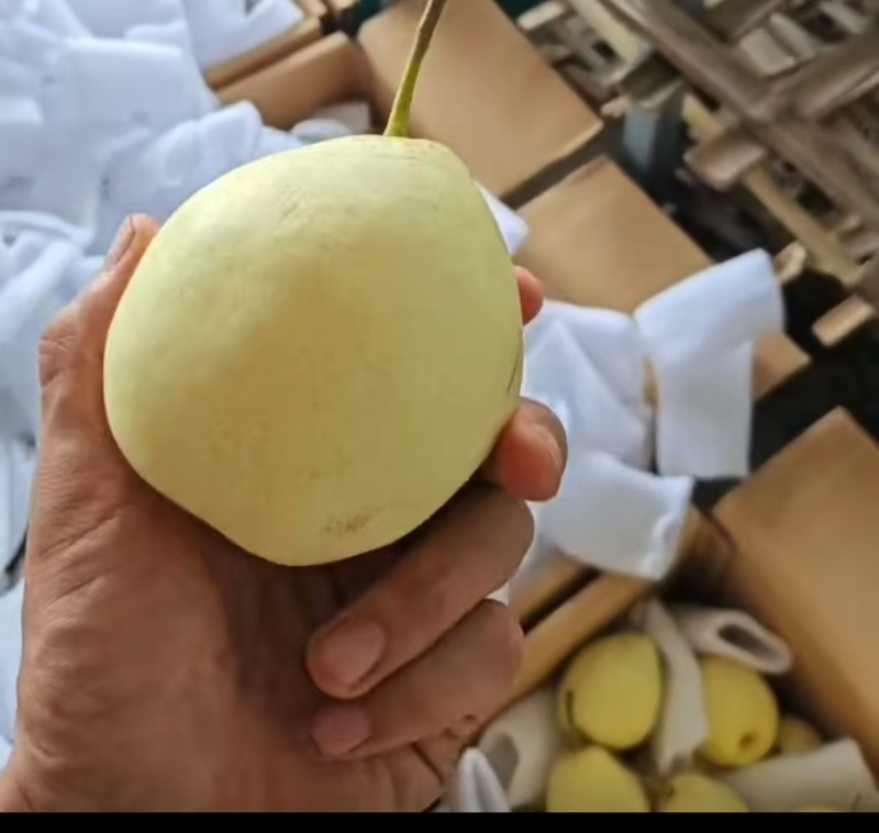 鸭梨产地一手货源，量大优惠，对接全国市场电商平台，