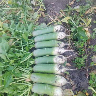 黑龙江萝卜水果萝卜大量上市，量大价格从优