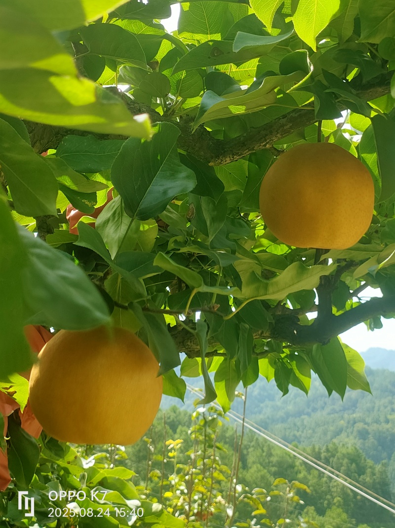 村BA金秋梨之乡