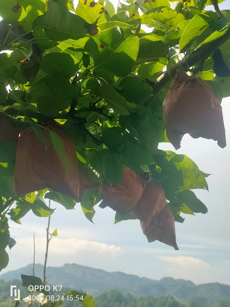 村BA金秋梨之乡