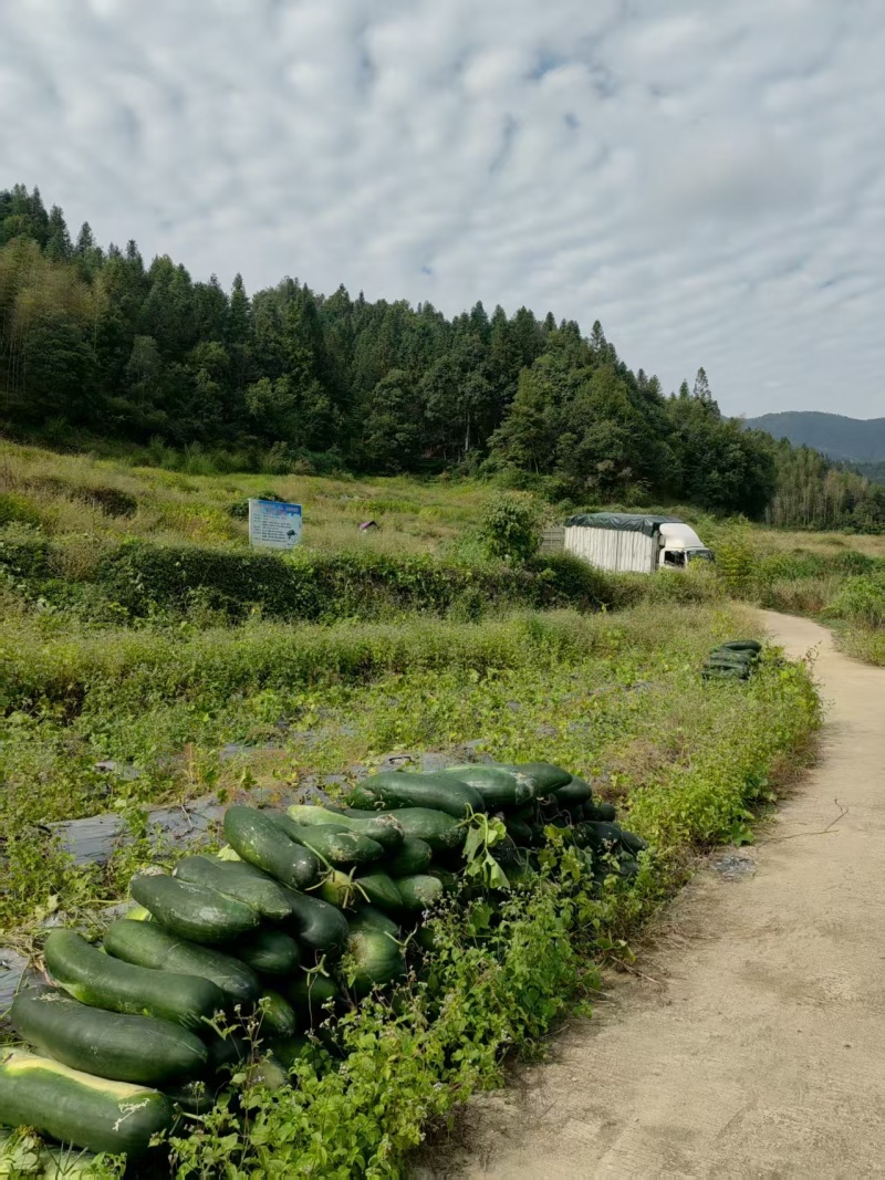 武夷山青皮冬瓜