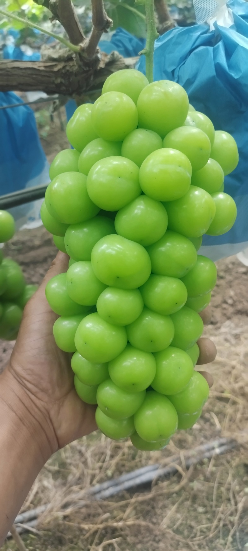 阳光玫瑰