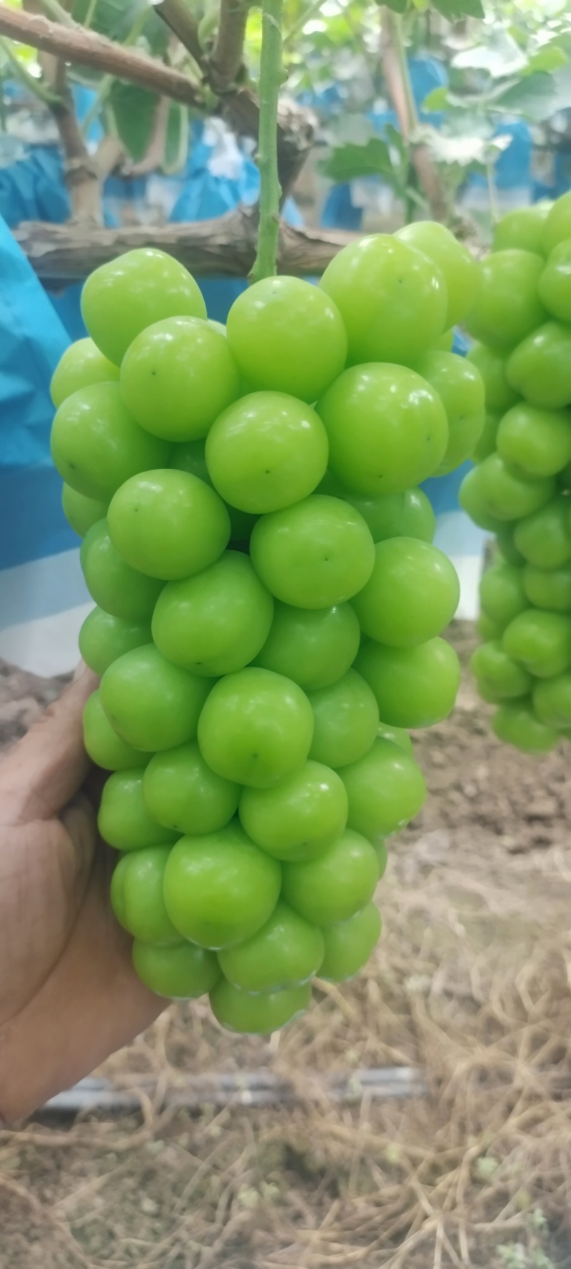 阳光玫瑰