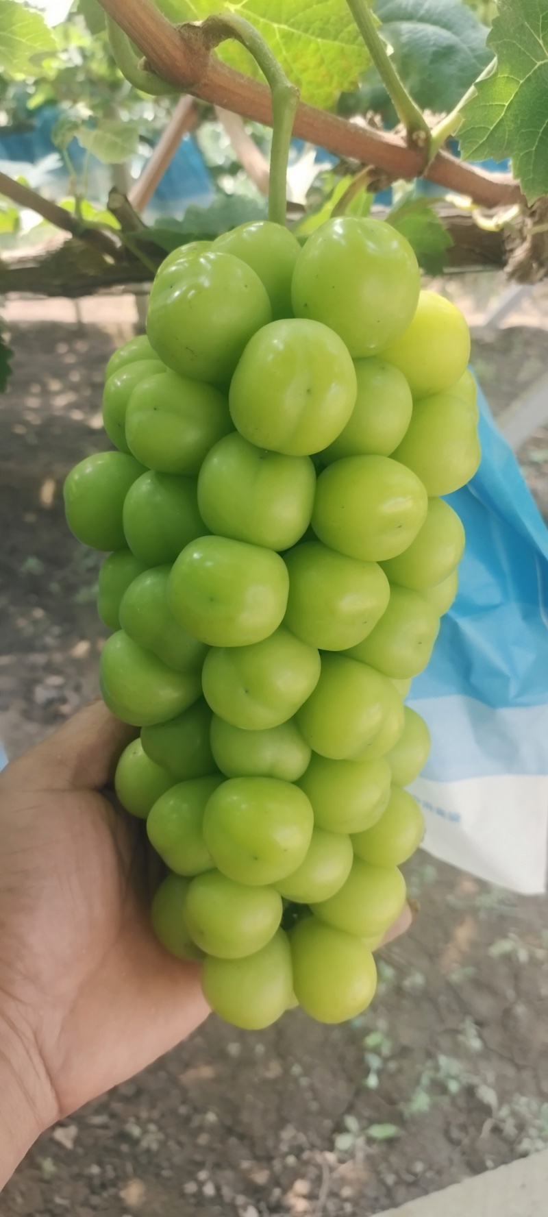 阳光玫瑰