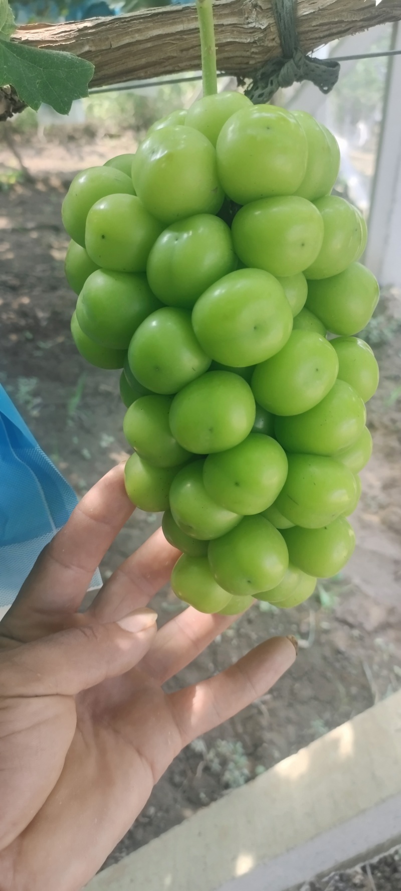 阳光玫瑰