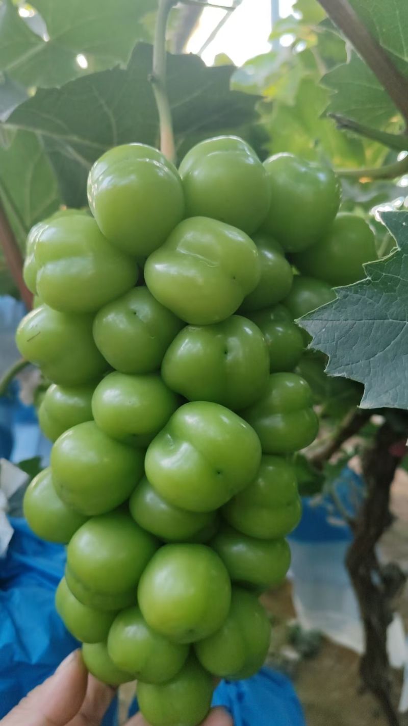 阳光玫瑰