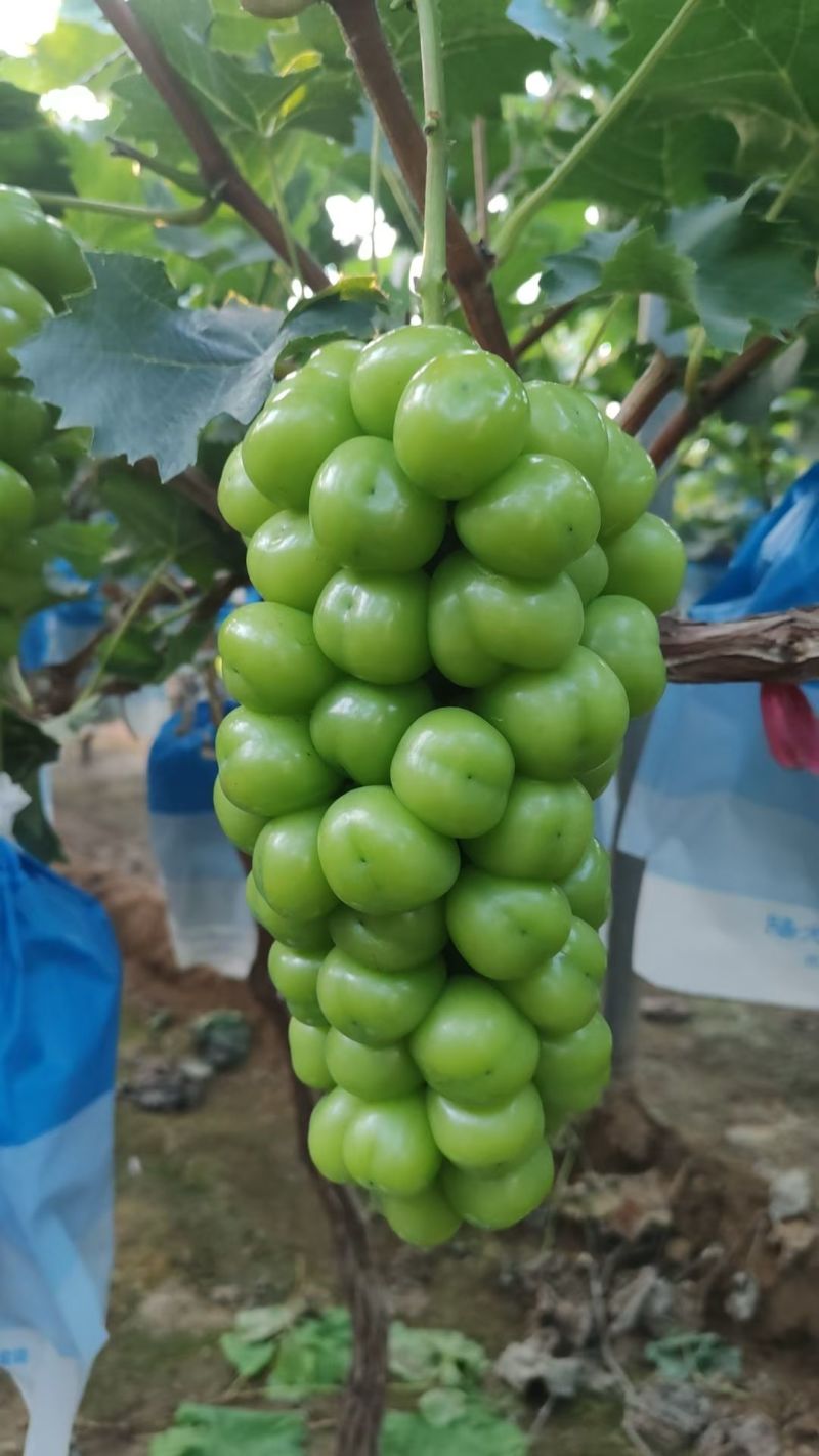阳光玫瑰