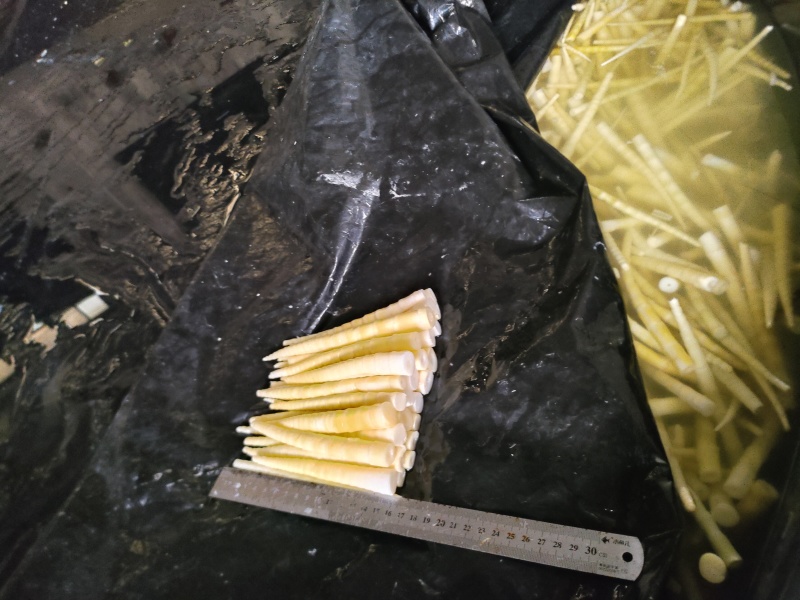 竹笋笋尖产地直发保质保量欢迎随时联系
