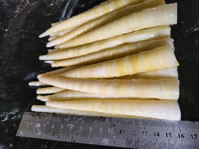 竹笋笋尖产地直发保质保量欢迎随时联系