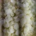 全嫩笋节产地货源充足保质保量欢迎随时联系
