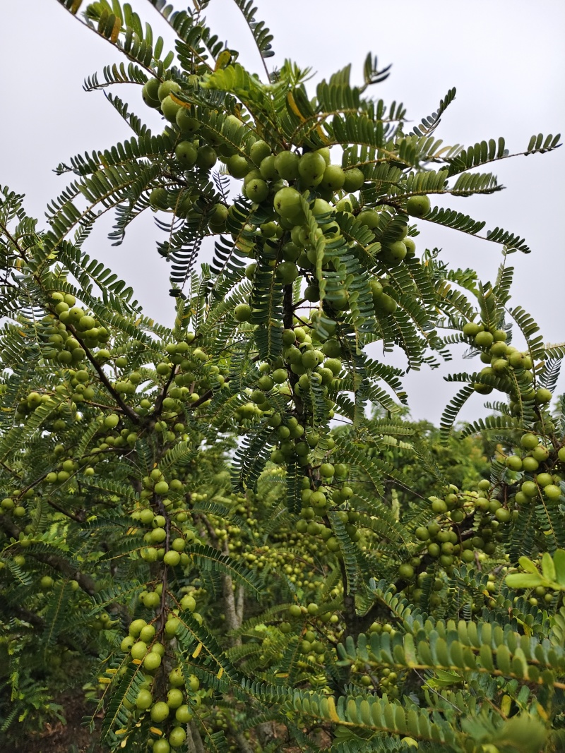 云南橄榄果欢迎老板对接
