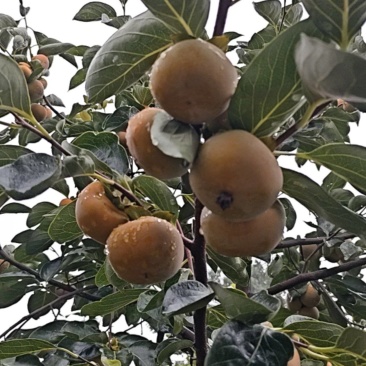 胎里红