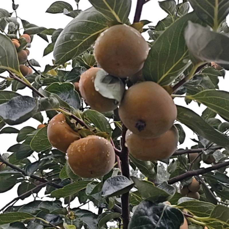 胎里红