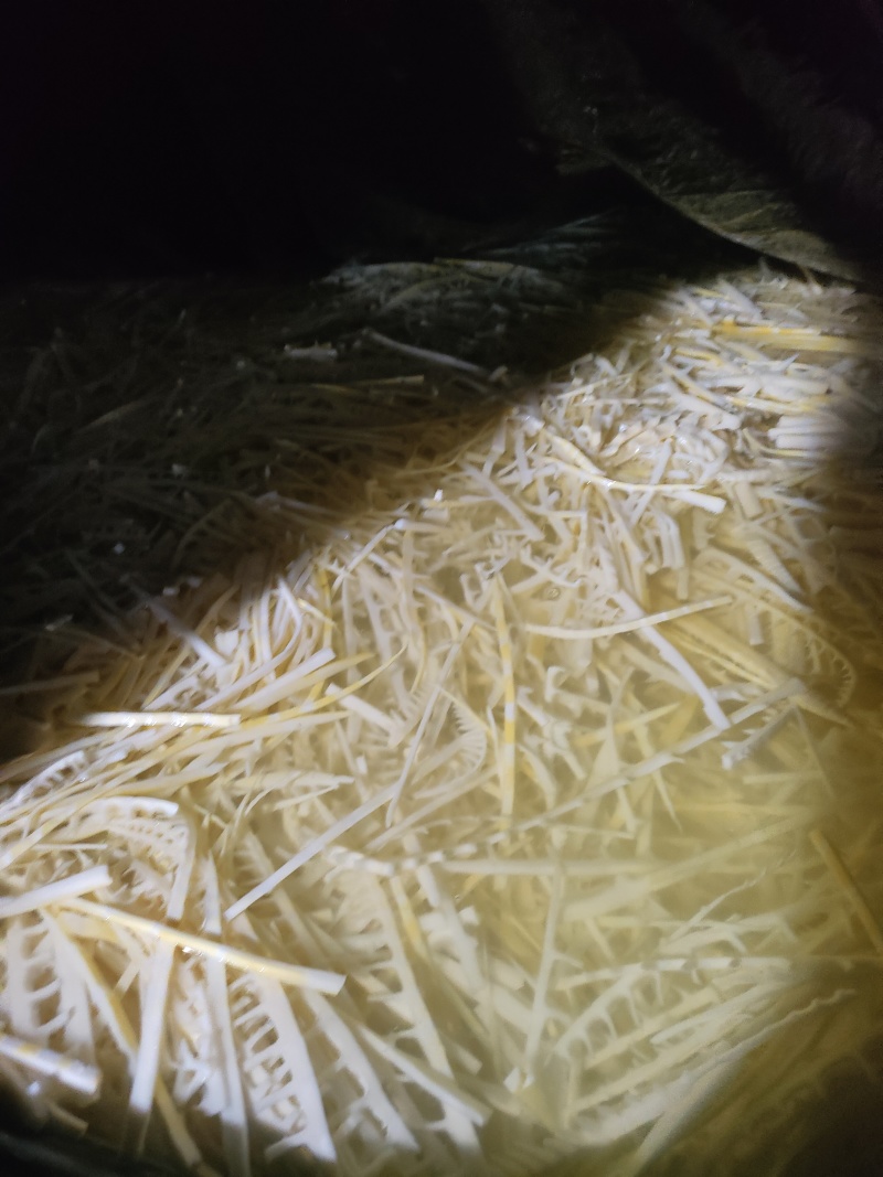 兰竹笋丝鲜货产地直发一手货源量大价优欢迎随时联系