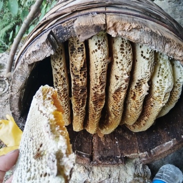正宗土蜂蜜