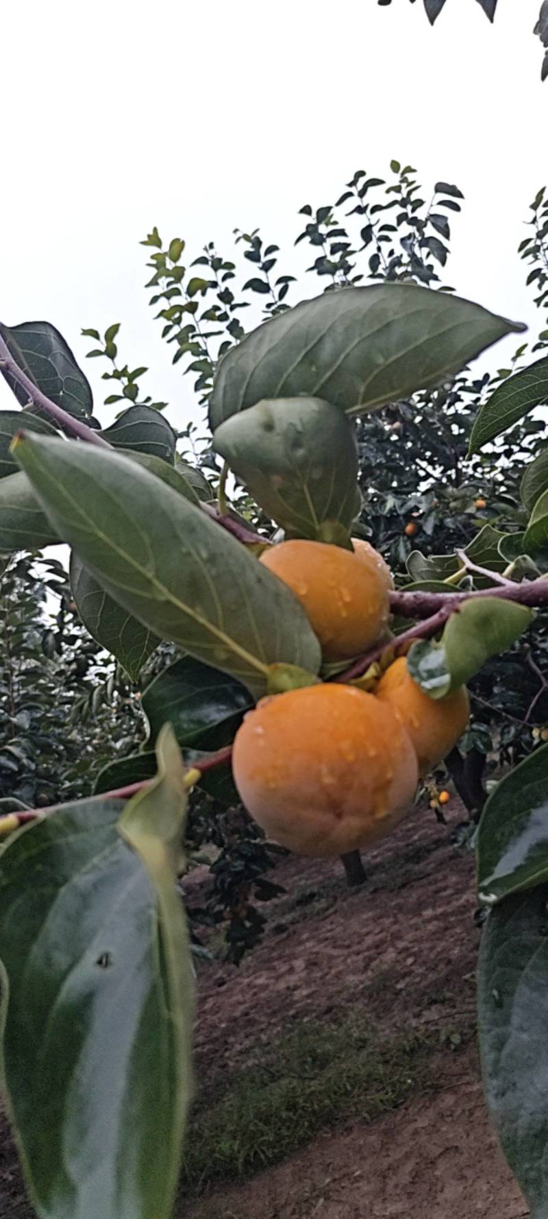 胎里红