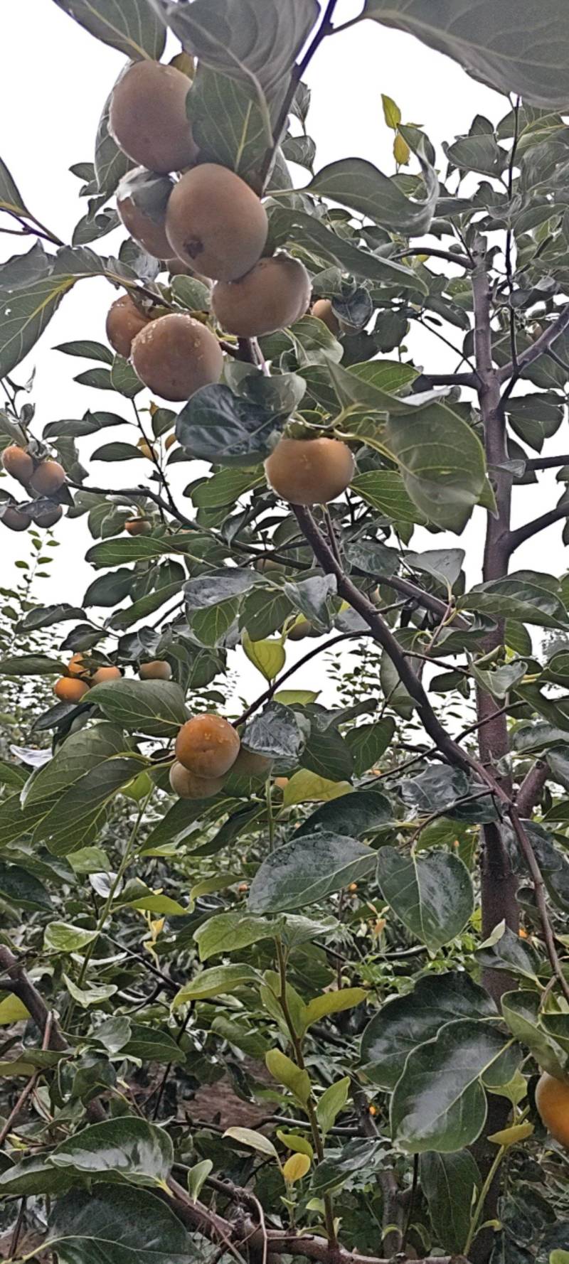 胎里红
