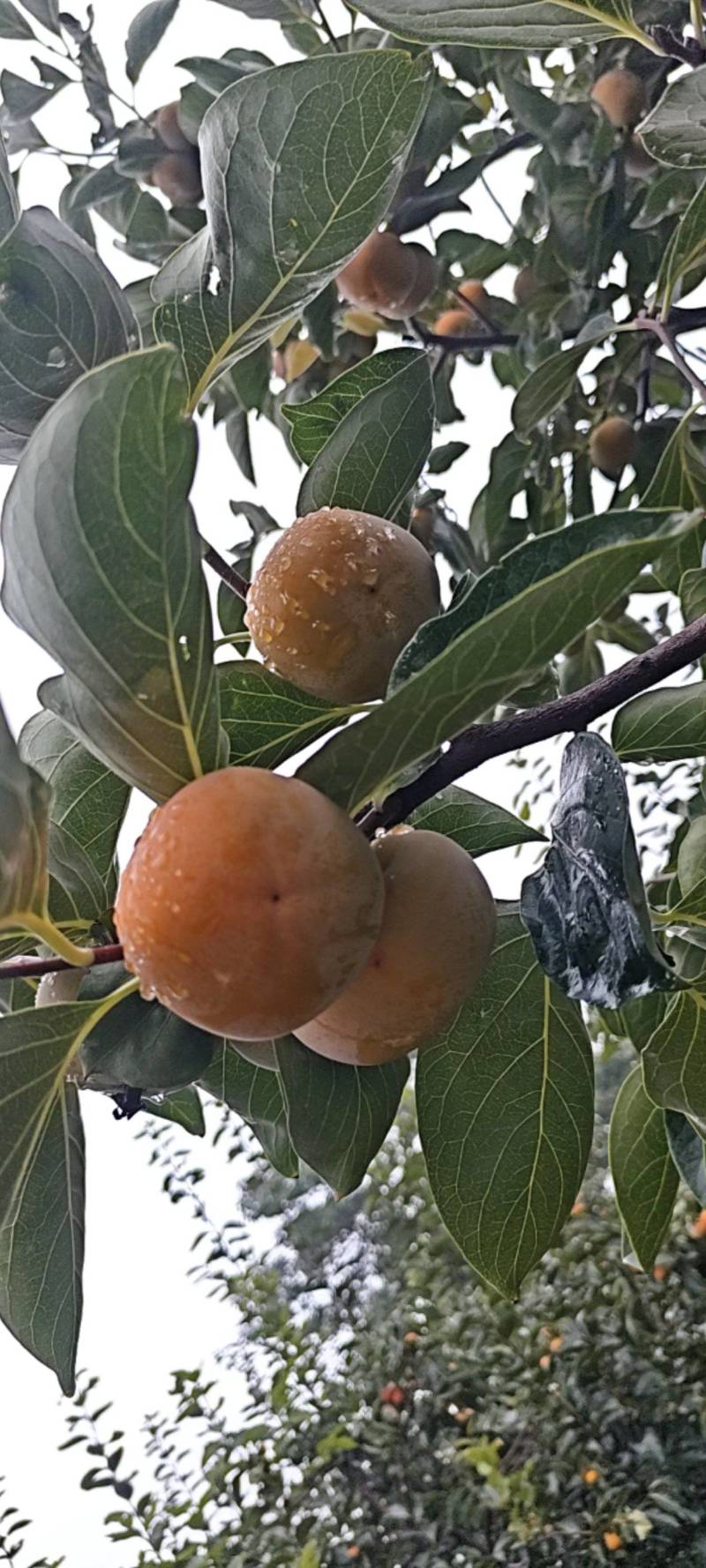 胎里红