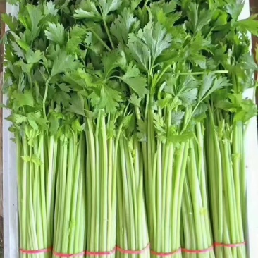 精品香芹