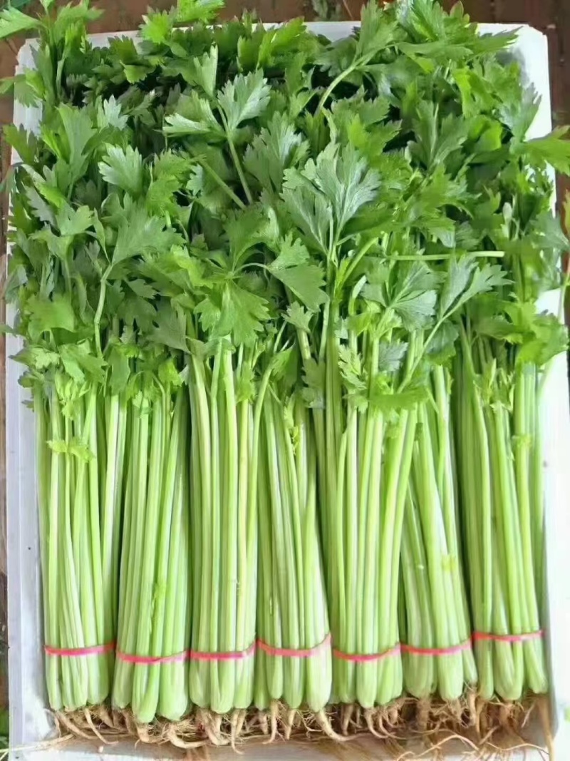 精品香芹