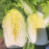 宁夏大白菜大量上市品质保证现采现发量大价优