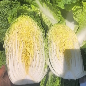 宁夏大白菜大量上市品质保证现采现发量大价优