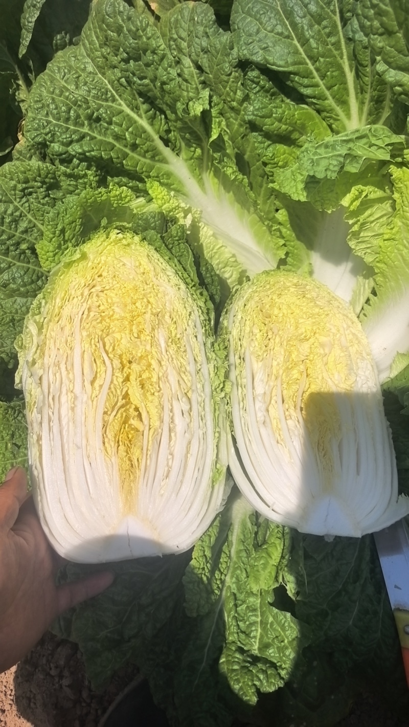 宁夏大白菜大量上市品质保证现采现发量大价优