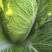 宁夏大白菜大量上市品质保证现采现发量大价优