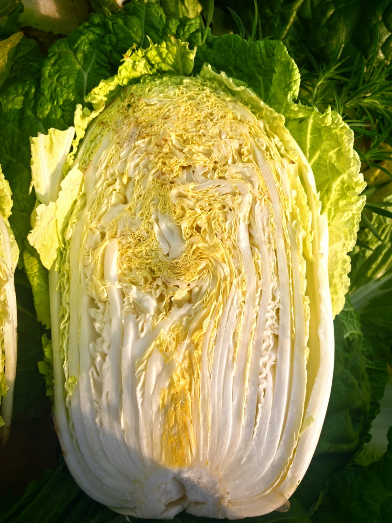 宁夏大白菜大量上市品质保证现采现发量大价优