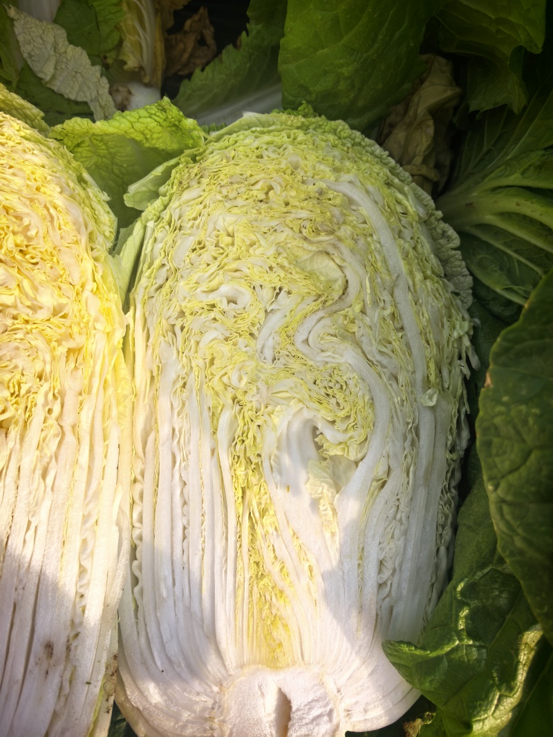 宁夏大白菜大量上市品质保证现采现发量大价优