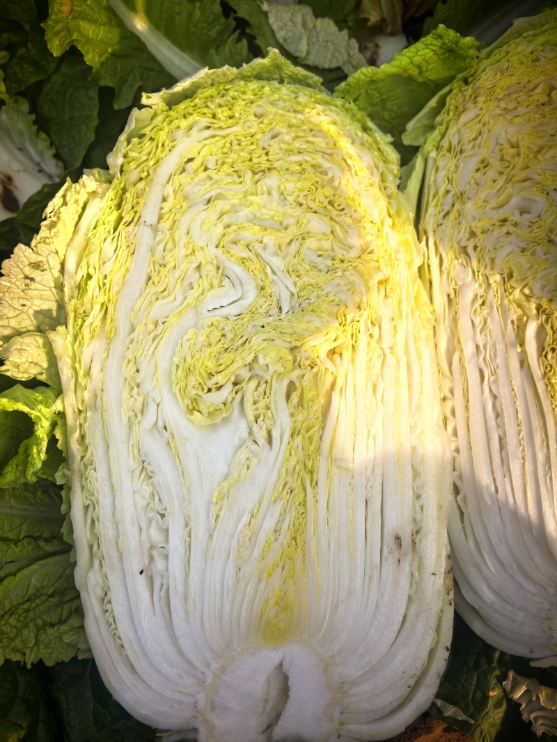 宁夏大白菜大量上市品质保证现采现发量大价优