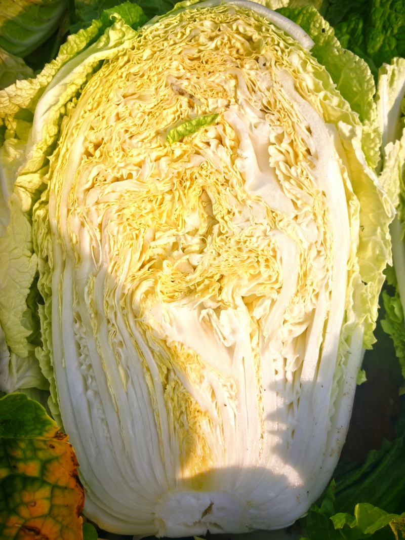 宁夏大白菜大量上市品质保证现采现发量大价优