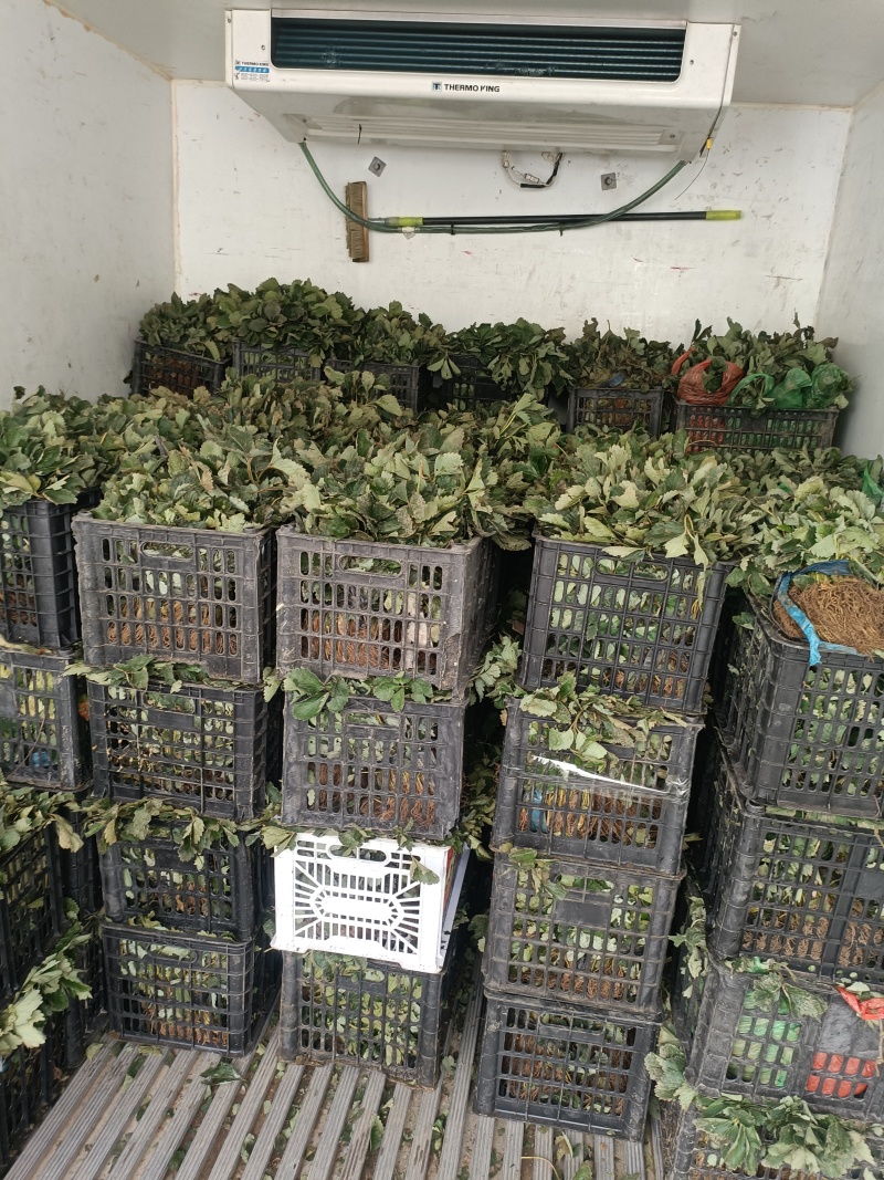 基地直发，大叶红颜草莓苗基地，脱毒草莓生产苗