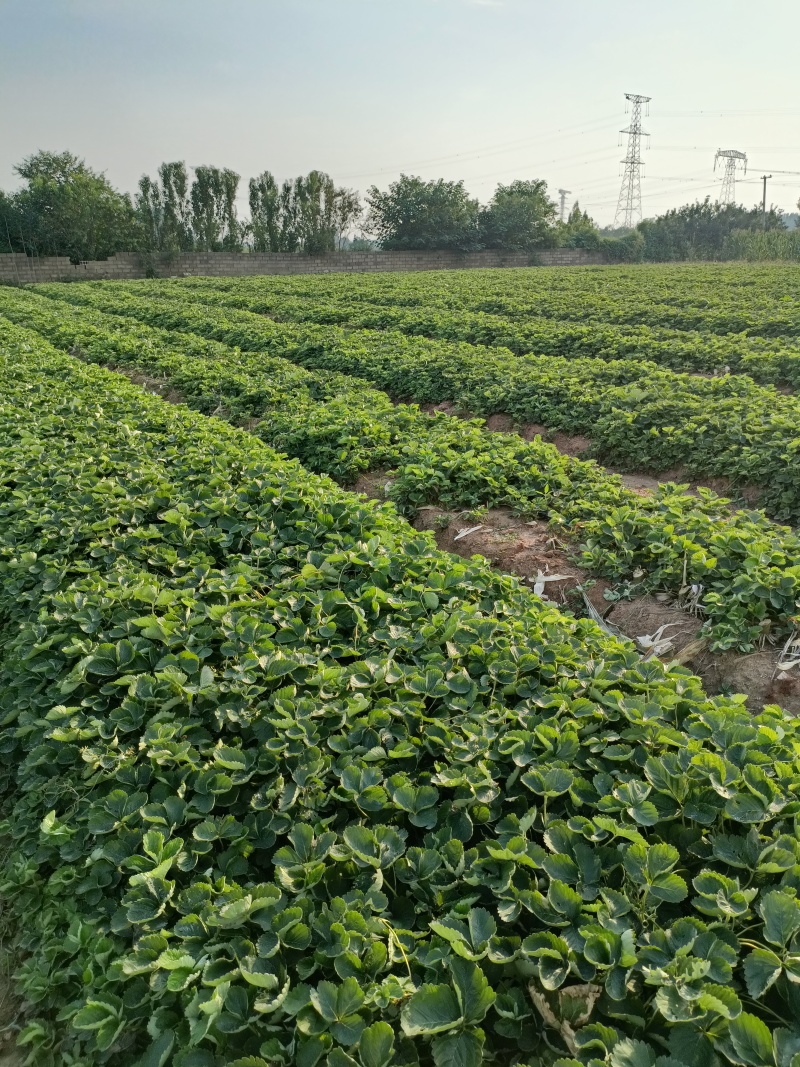 基地直发，大叶红颜草莓苗基地，脱毒草莓生产苗