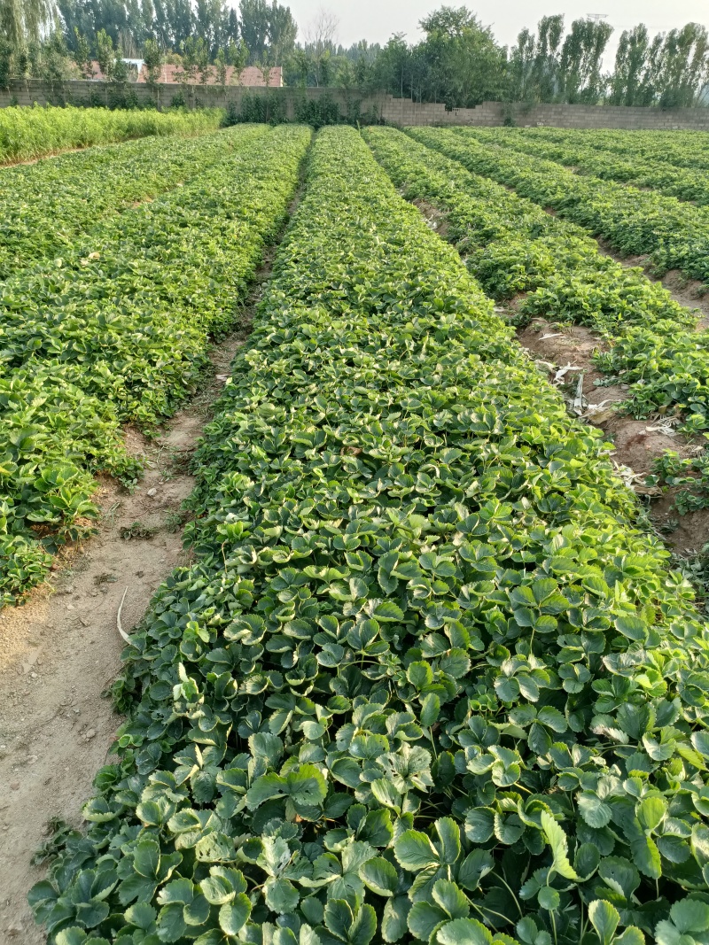 基地直发，大叶红颜草莓苗基地，脱毒草莓生产苗