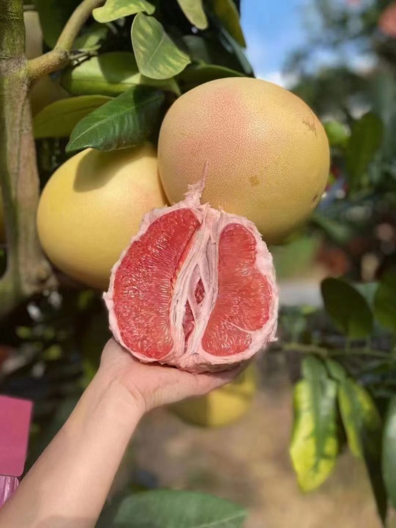 梅州红心蜜柚三红蜜柚白肉蜜柚