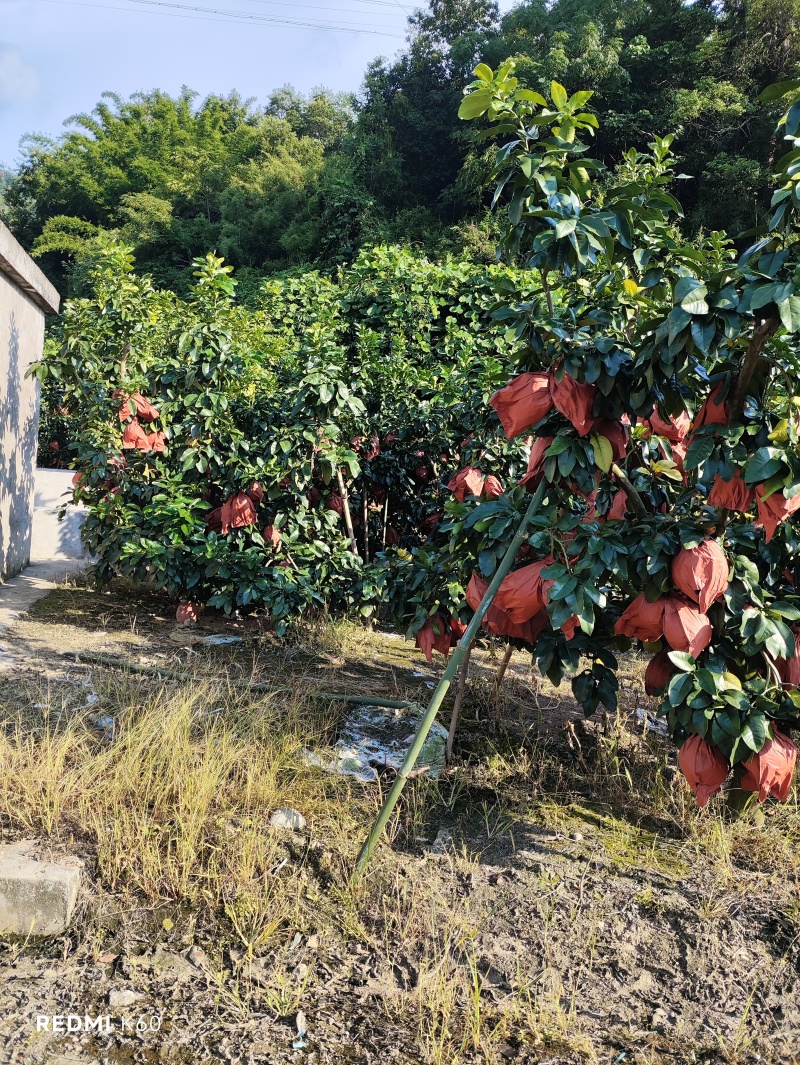 梅州红心蜜柚三红蜜柚白肉蜜柚