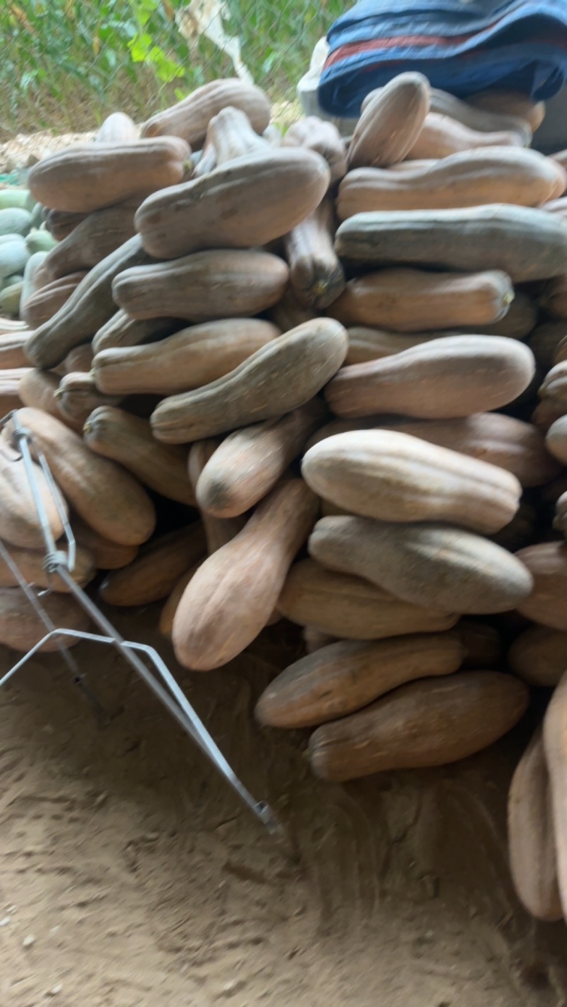南瓜大量上市精品直供对接电商可代发全国