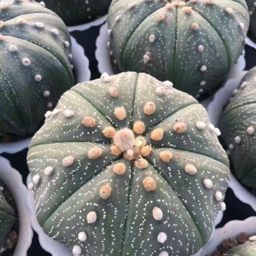 星兜仙人球有量批发